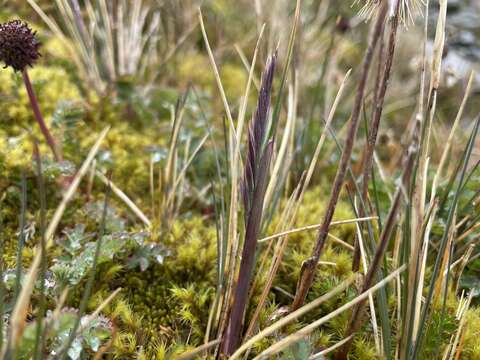 Image of Festuca contracta Kirk