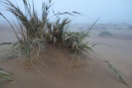 Image of Namib Dune Bushman Grass