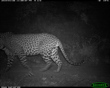 Image of Leopard