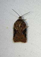 Image of Acleris braunana McDunnough 1934