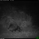 Image of North African crested porcupine