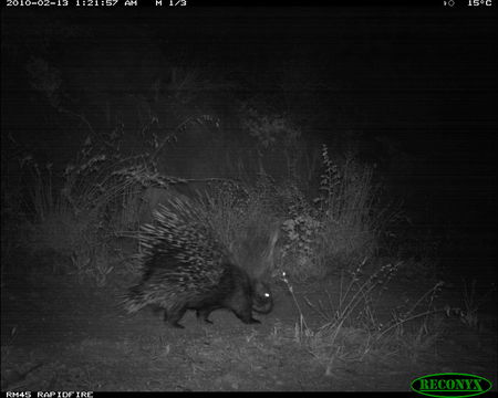 Image of North African crested porcupine