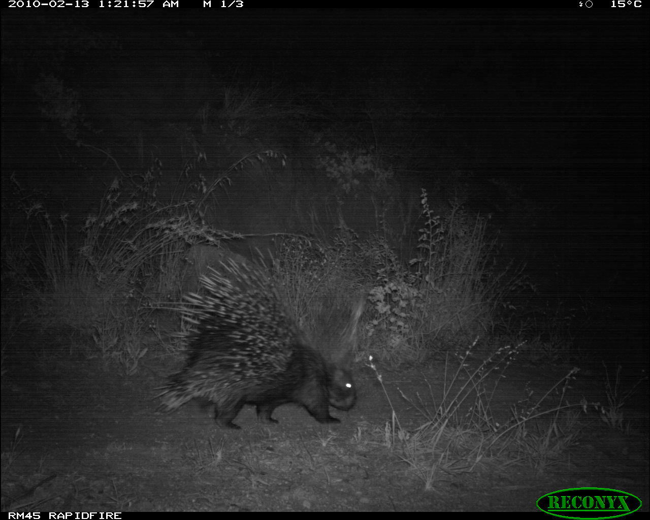 Image of North African crested porcupine