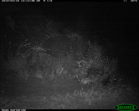 Image of North African crested porcupine