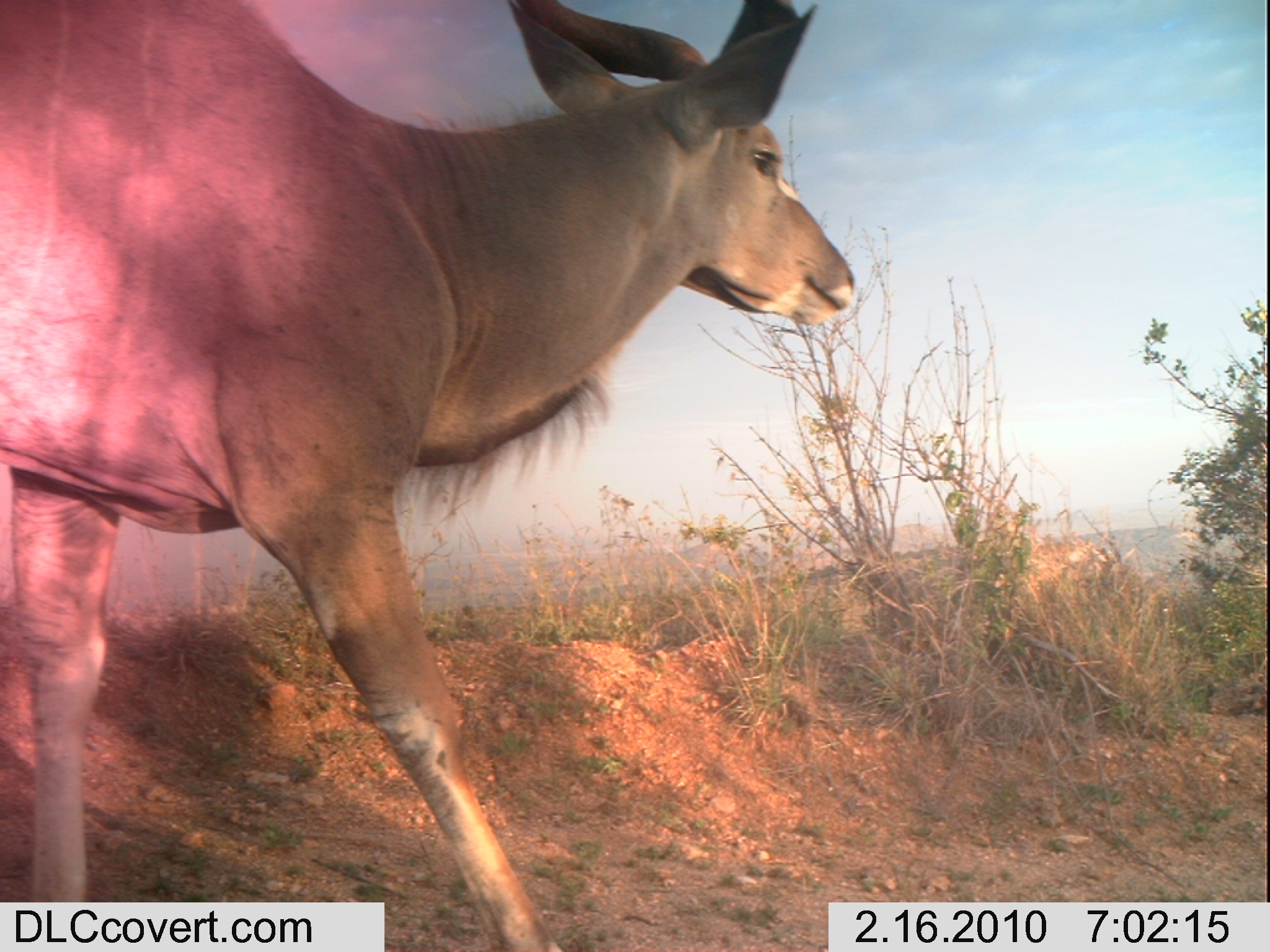 Image of Greater Kudu