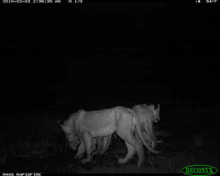 Image of African Lion