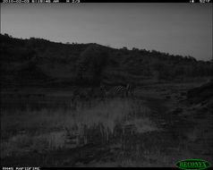 Image of Burchell's Zebra