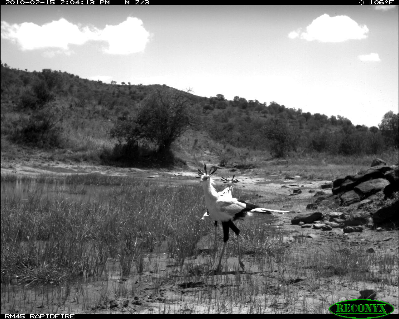 Image of Secretarybird