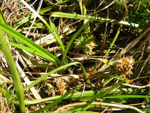 Image of Carex flaviformis Nelmes