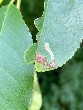 Image of Stigmella prunifoliella (Clemens 1861) Newton et al. 1982