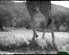 Image of Giraffe