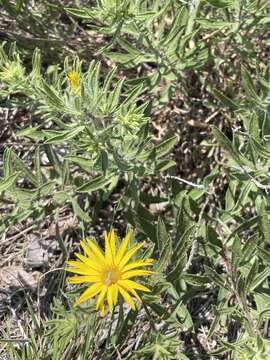 Image of stiffleaf false goldenaster