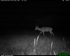 Image of Black-faced Impala