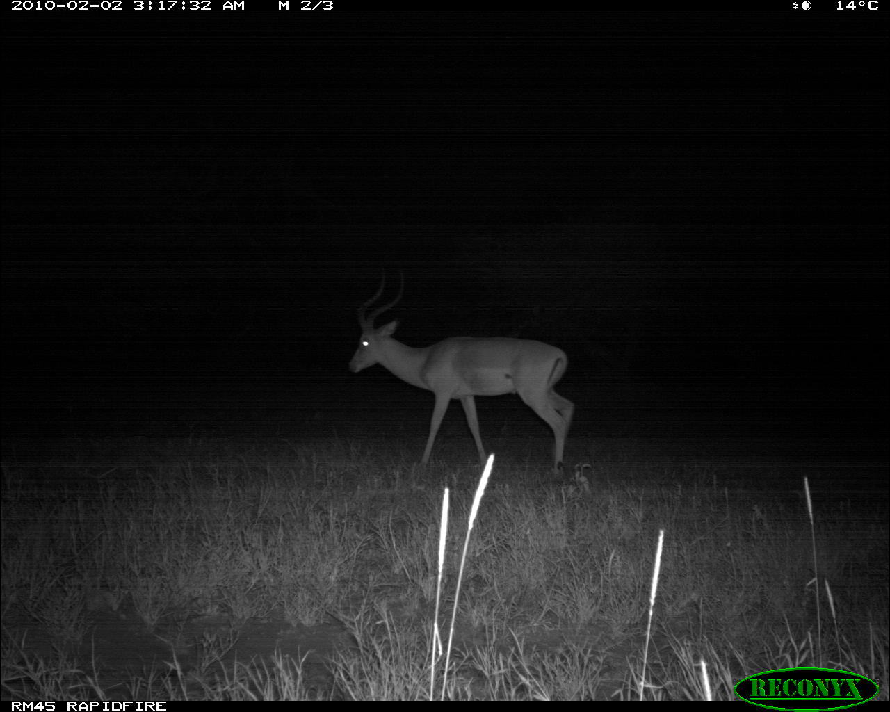 Image of Black-faced Impala