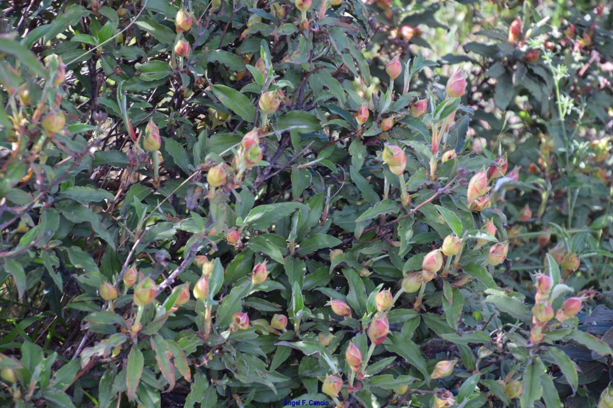 Image of Laurel-leaved Rock-rose