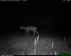 Image of Black-faced Impala