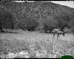 Image of Black-faced Impala