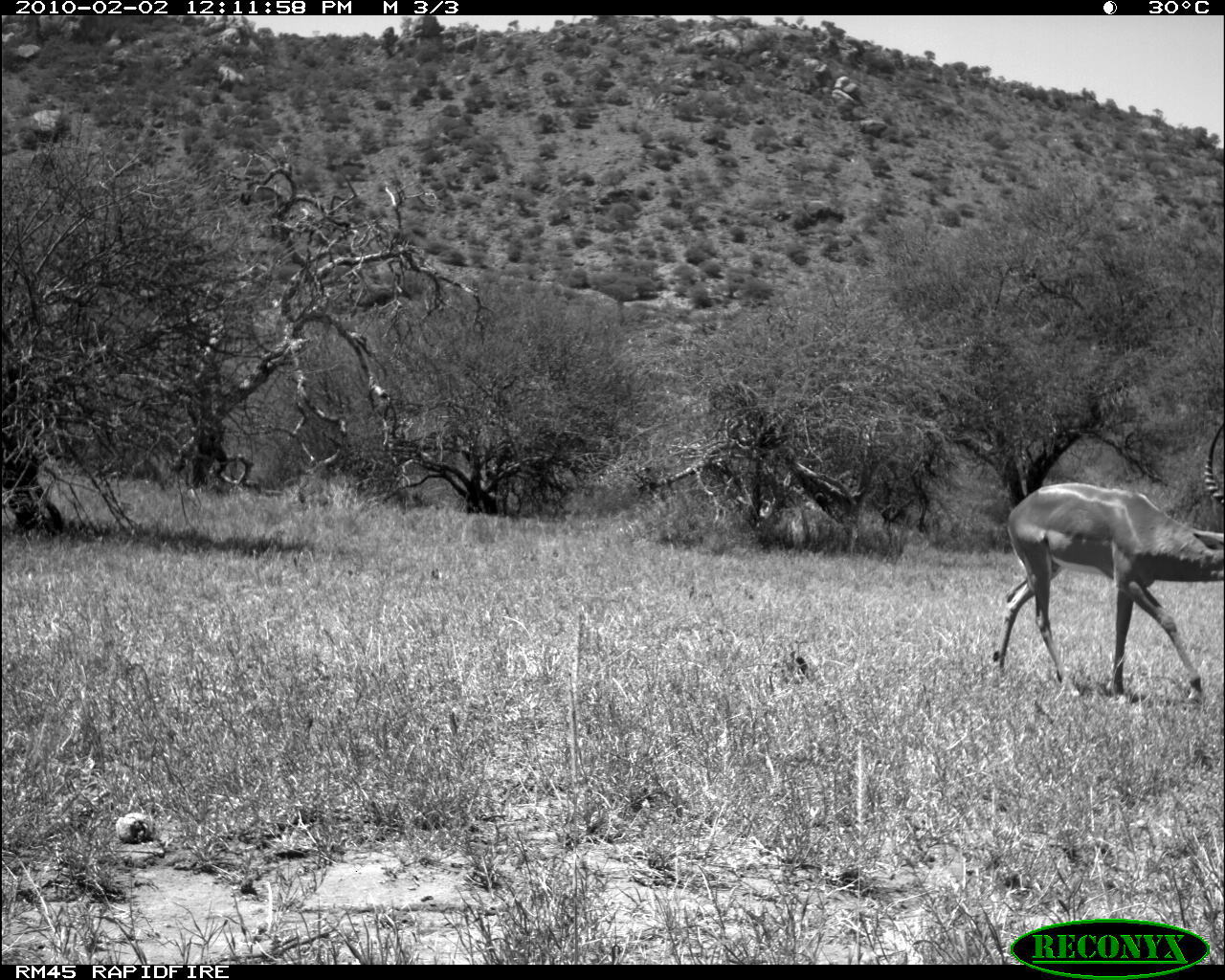 Image of Black-faced Impala