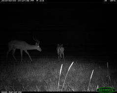 Image of Black-faced Impala