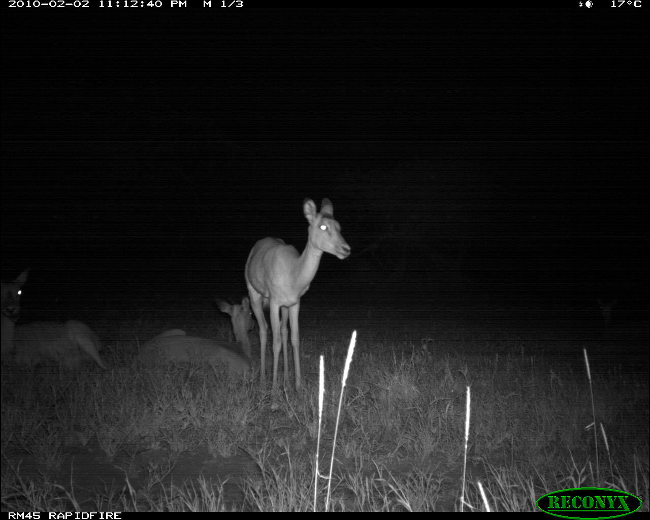 Image of Black-faced Impala