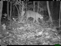 Image of Cougar