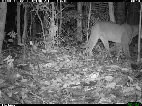 Image of Cougar