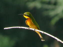 Image of Merops pusillus argutus Clancey 1967