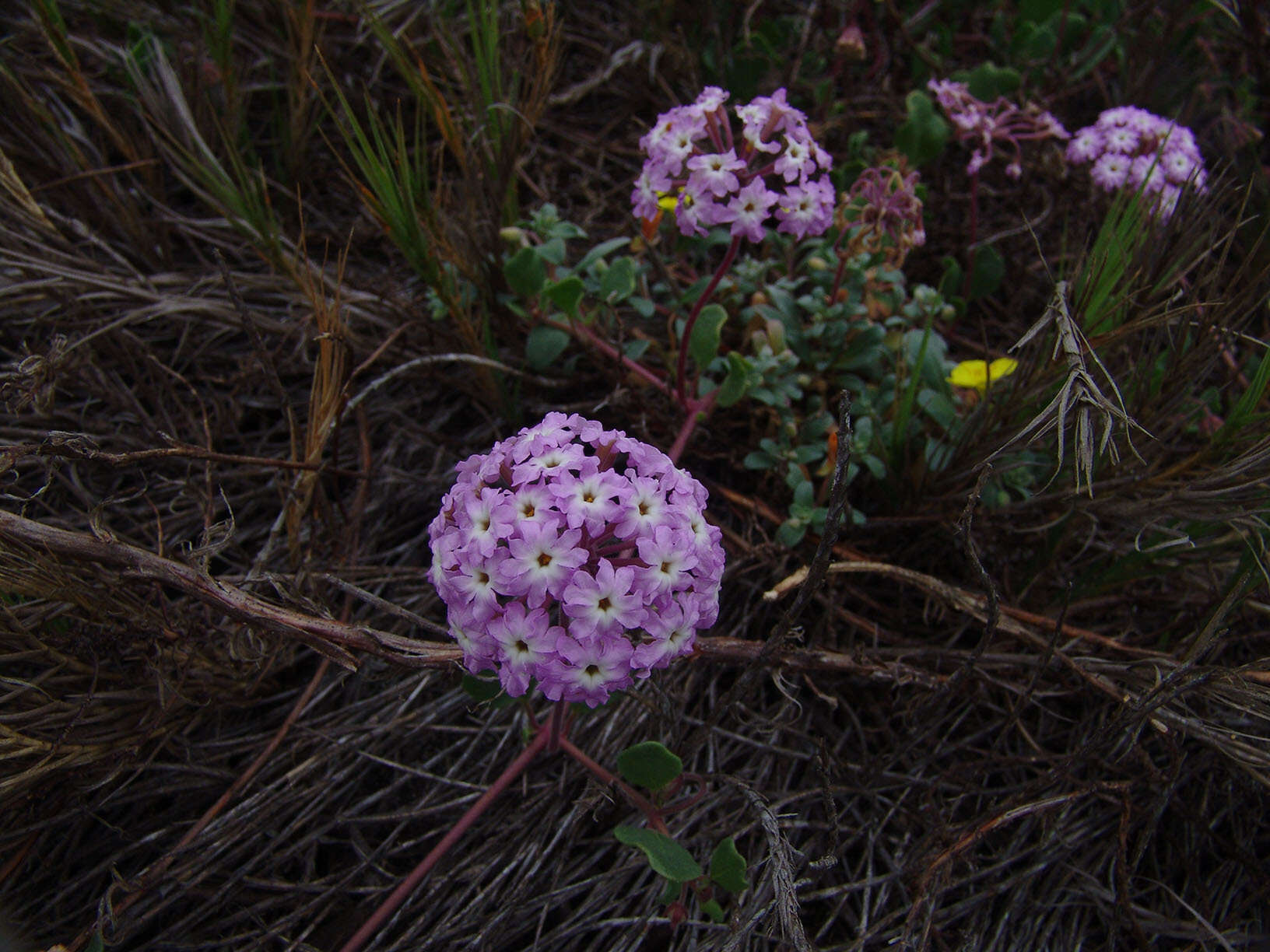 Image of pink sand verbena