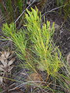 Image of Leucadendron platyspermum R. Br.