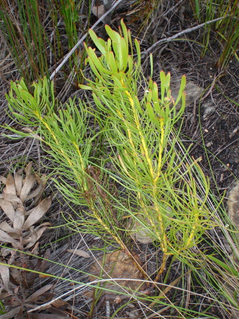 Image of Leucadendron platyspermum R. Br.