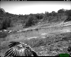 Image of Secretarybird