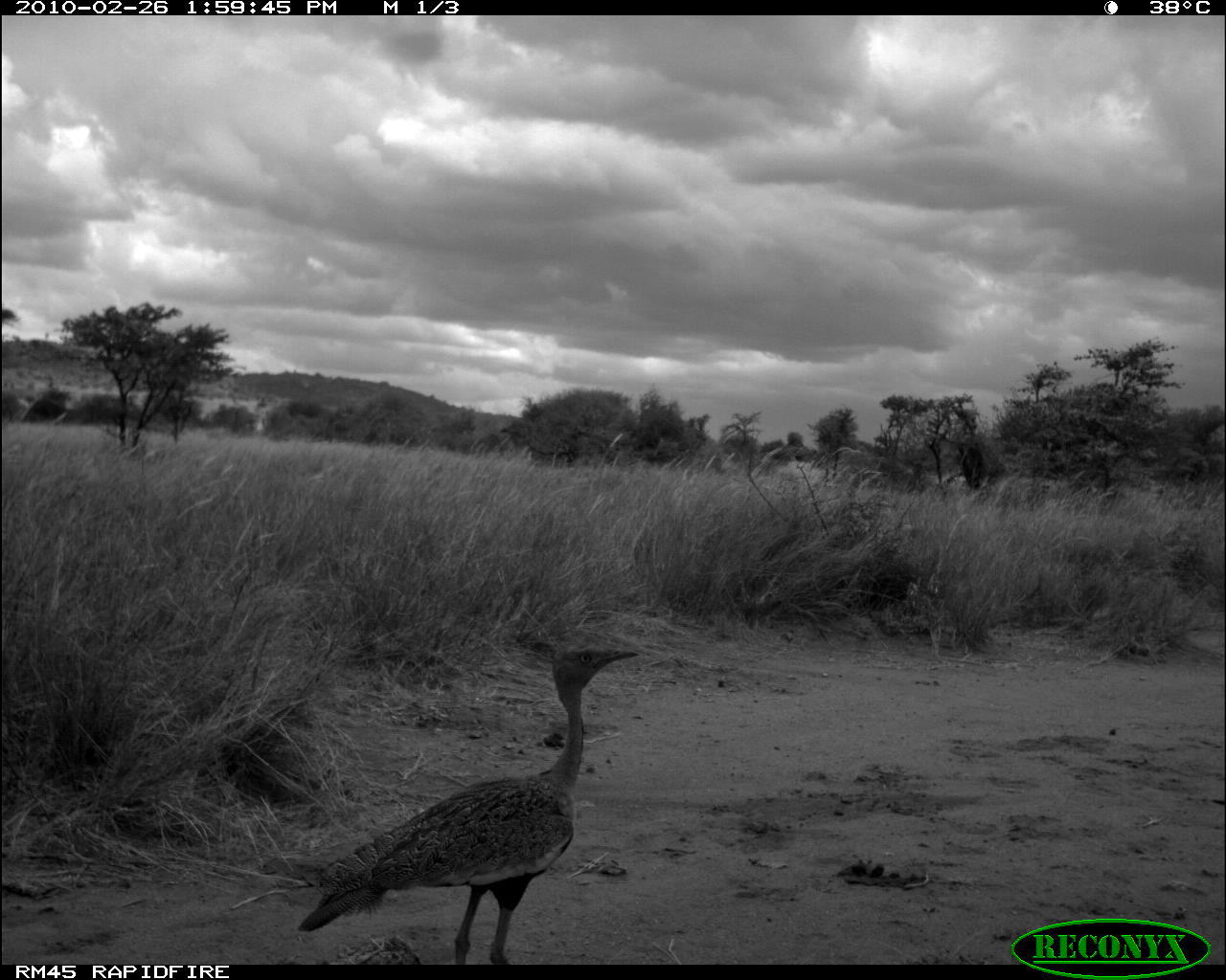 Image of Black-bellied Bustard