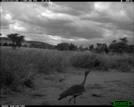 Image of Black-bellied Bustard