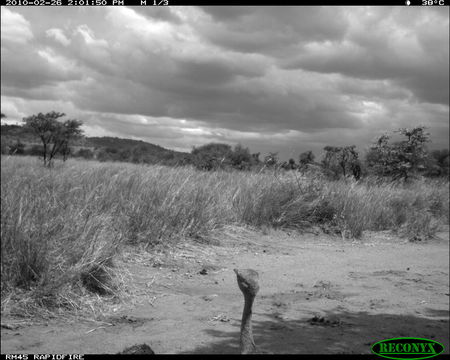 Image of Black-bellied Bustard