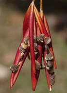 Sivun Adenia heterophylla subsp. heterophylla kuva