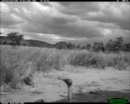 Image of Black-bellied Bustard