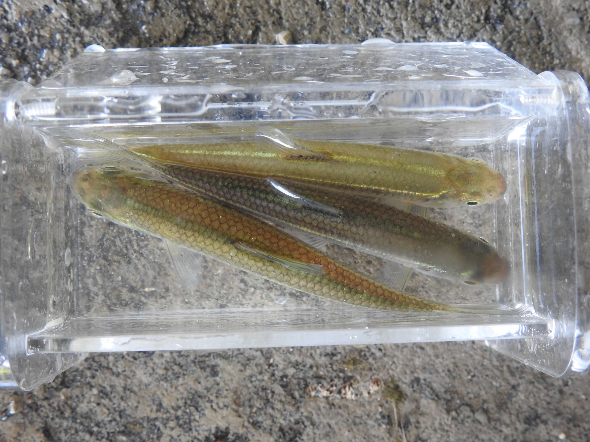 Image of Striped Shiner