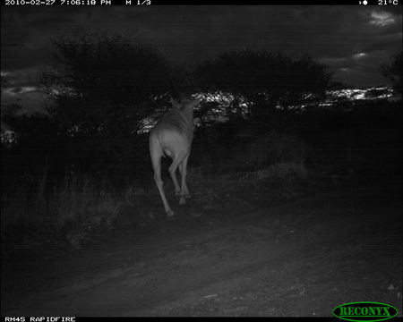 Image of Hartebeest