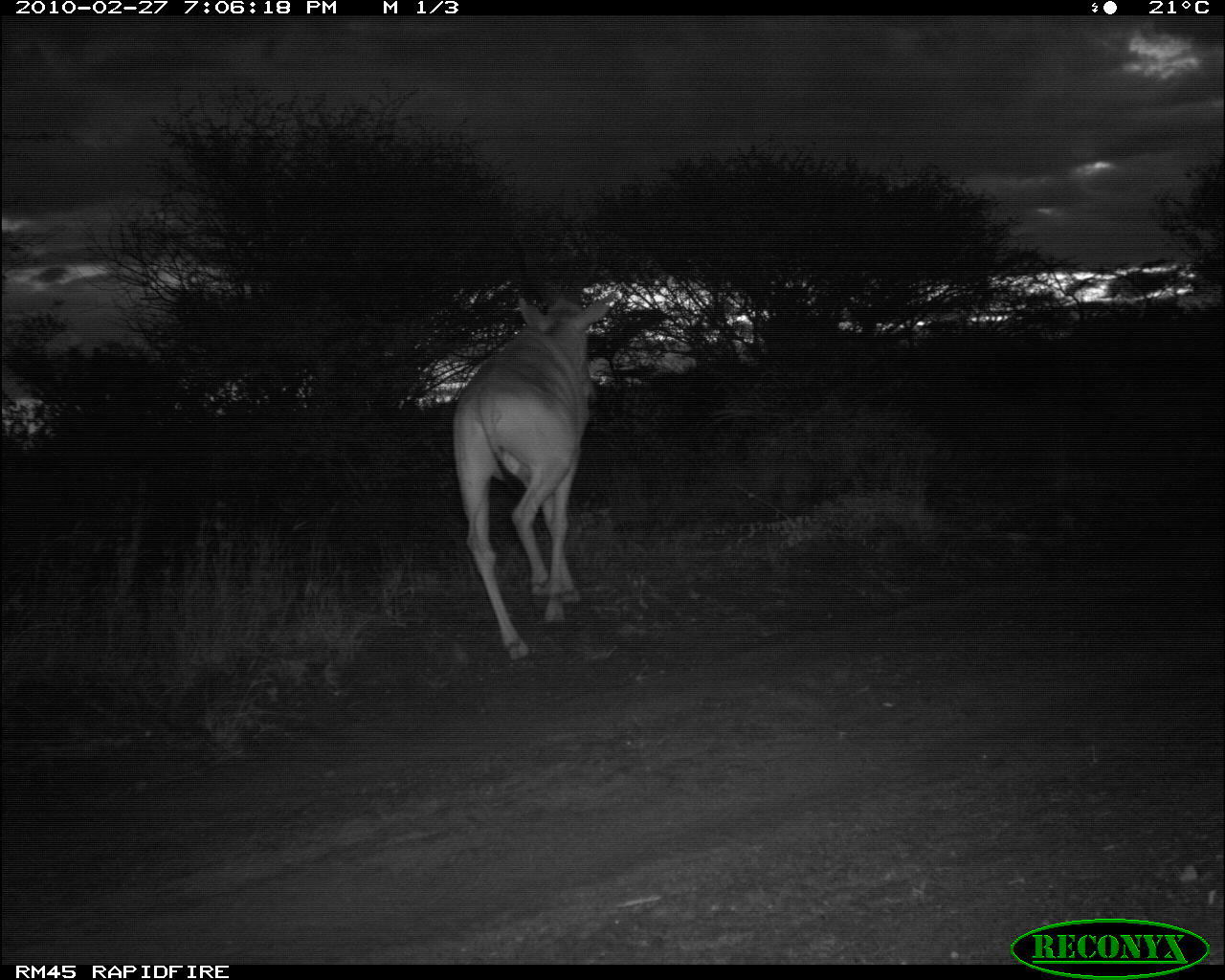 Image of Hartebeest