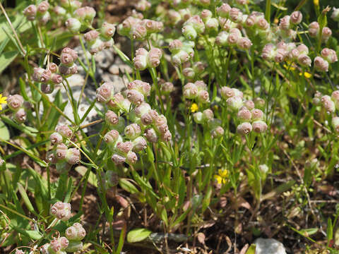 Image of Valerianella vesicaria (L.) Moench