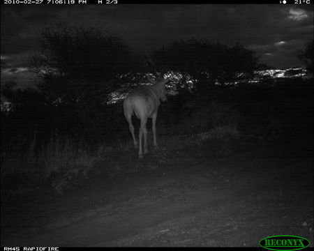 Image of Hartebeest