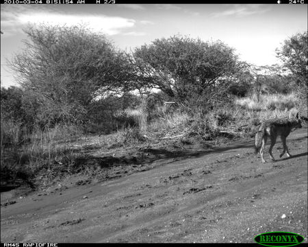 Image of Black-backed Jackal