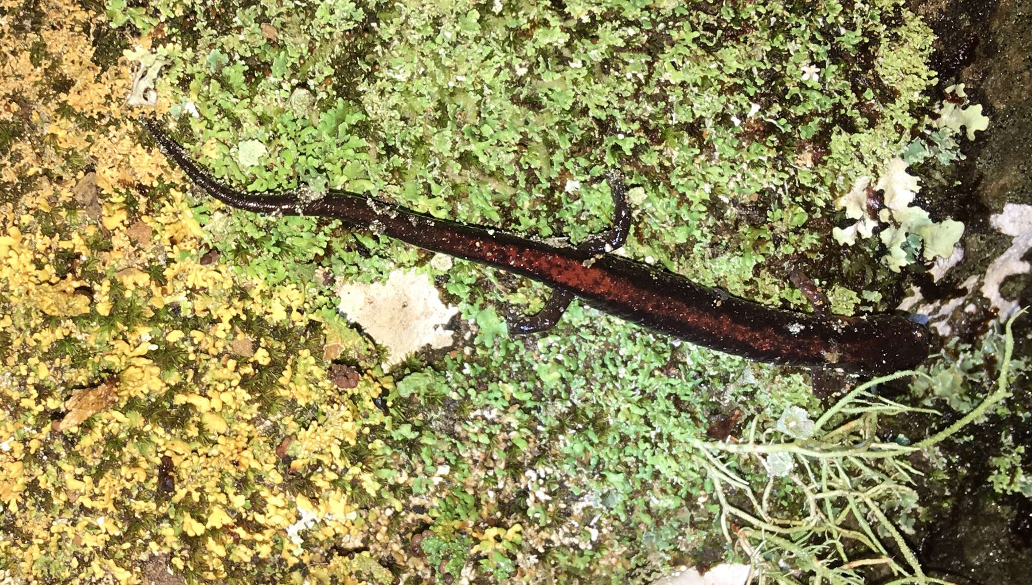 Image of Ozark Zigzag Salamander