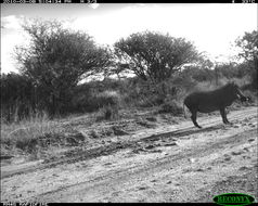 Image of Common Warthog