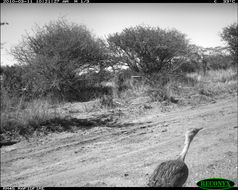 Image of White-bellied Bustard