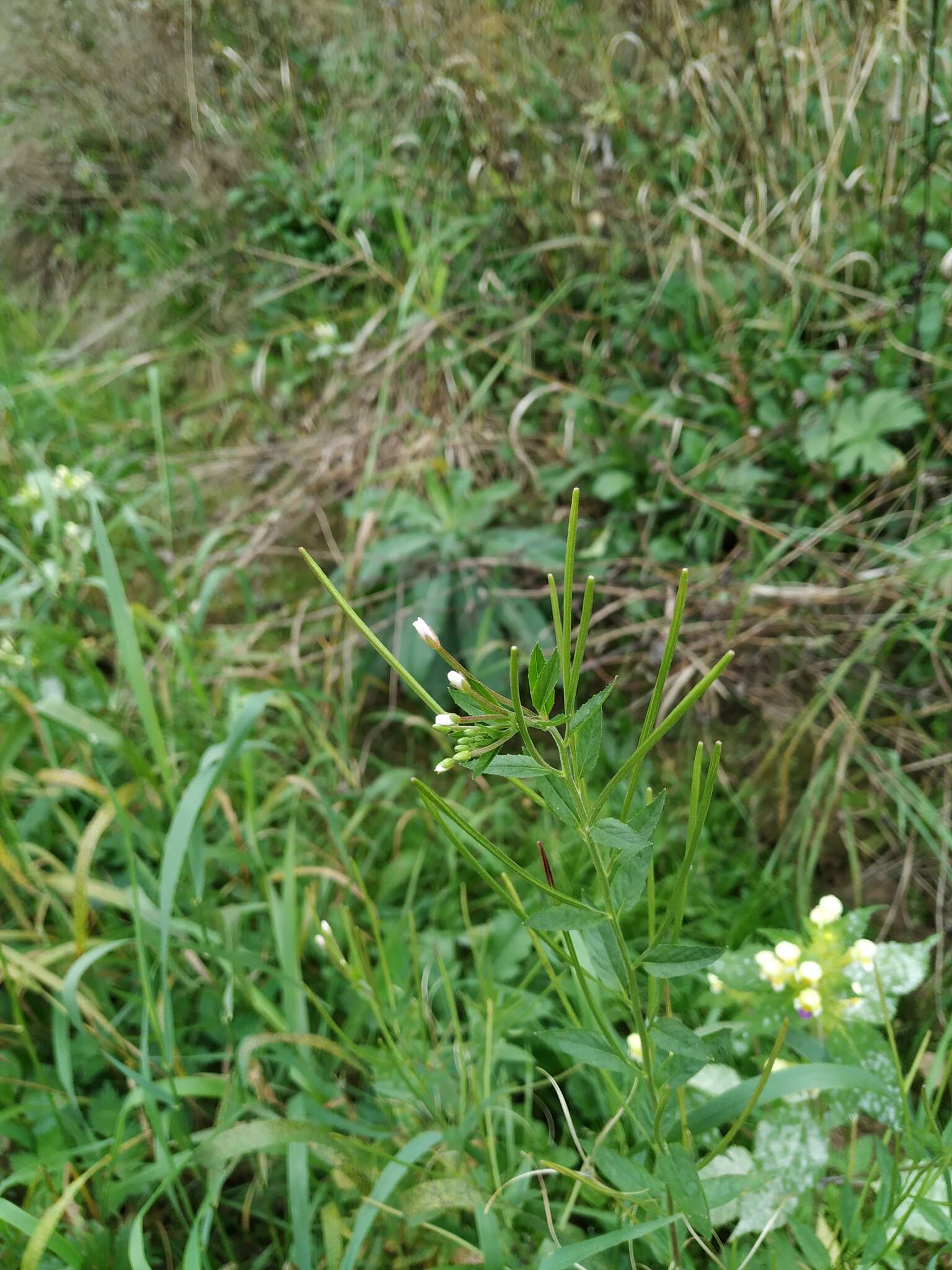 Imagem de Epilobium pseudorubescens A. K. Skvortsov