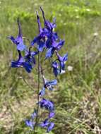 Delphinium treleasei Bush的圖片