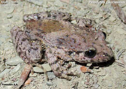 Image of Caucasian Parsley Frog