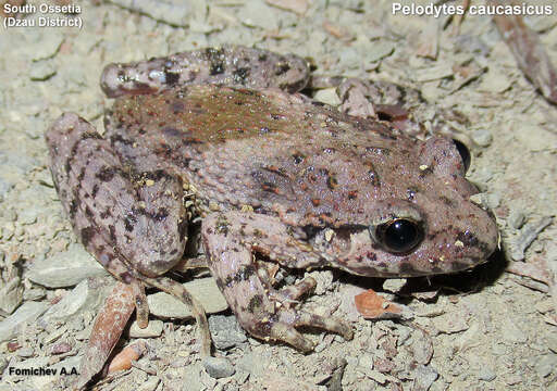 Image of Caucasian Parsley Frog