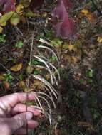 Image of Borodinia canadensis